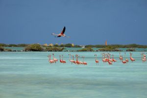 Bonaire Island Flamingos