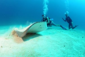 Sting Ray with Divers