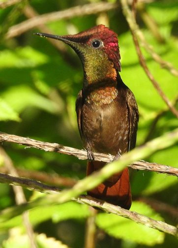 bonaire backyard birding guide hummingbird ruby topaz